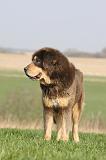 DOGUE DU TIBET 323